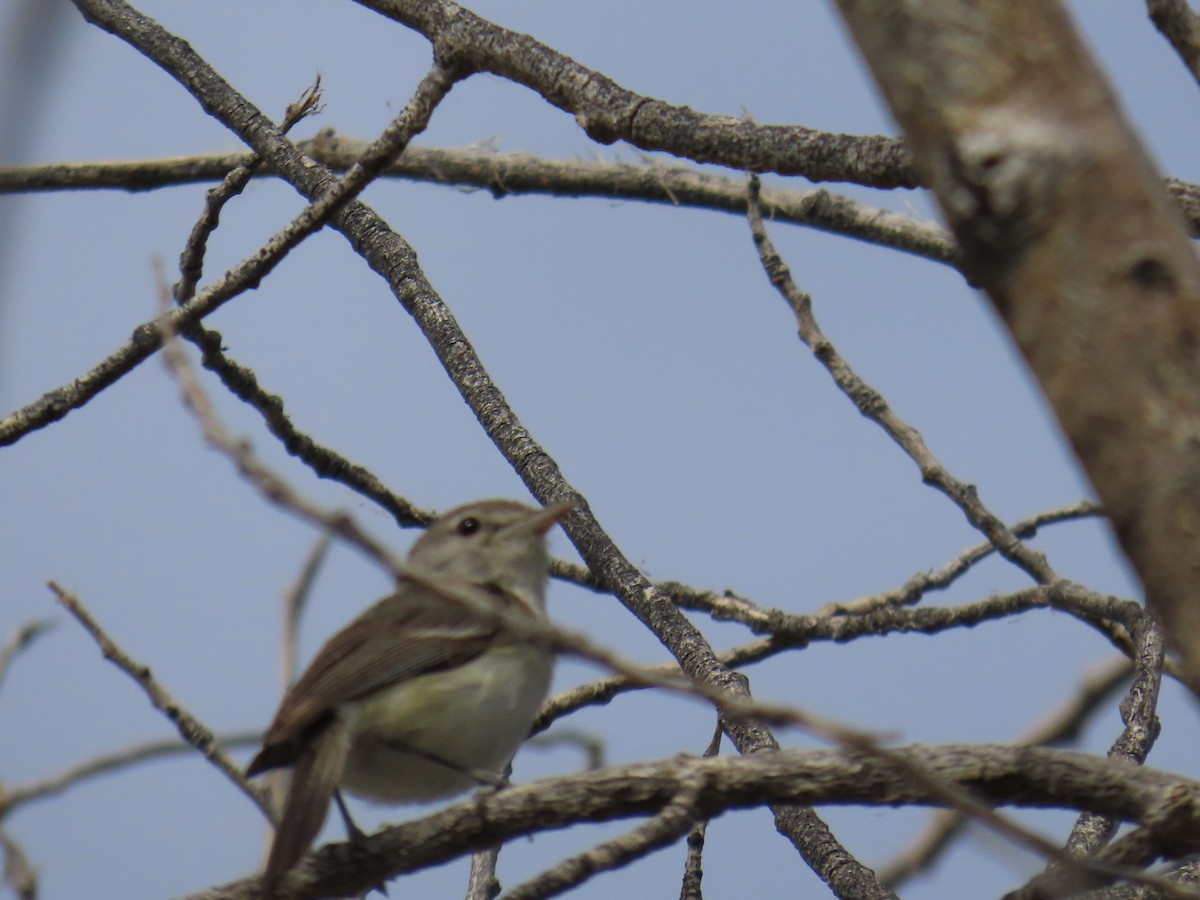 Bell's Vireo - Justin Bryce