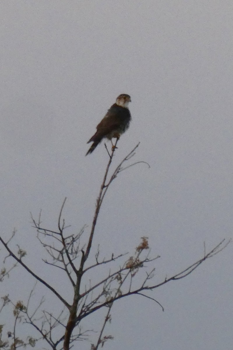 American Kestrel - ML619402760