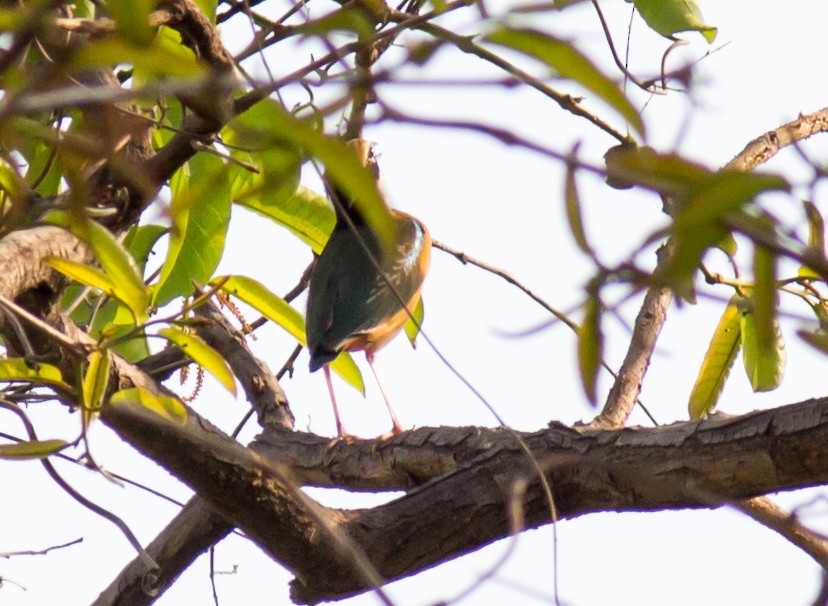 Indian Pitta - Anoop Kelkar