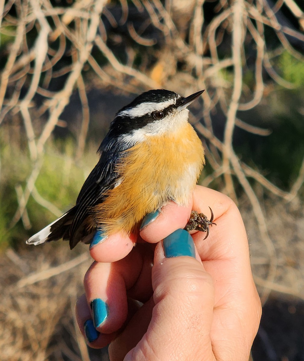 Red-breasted Nuthatch - Nancy Cox