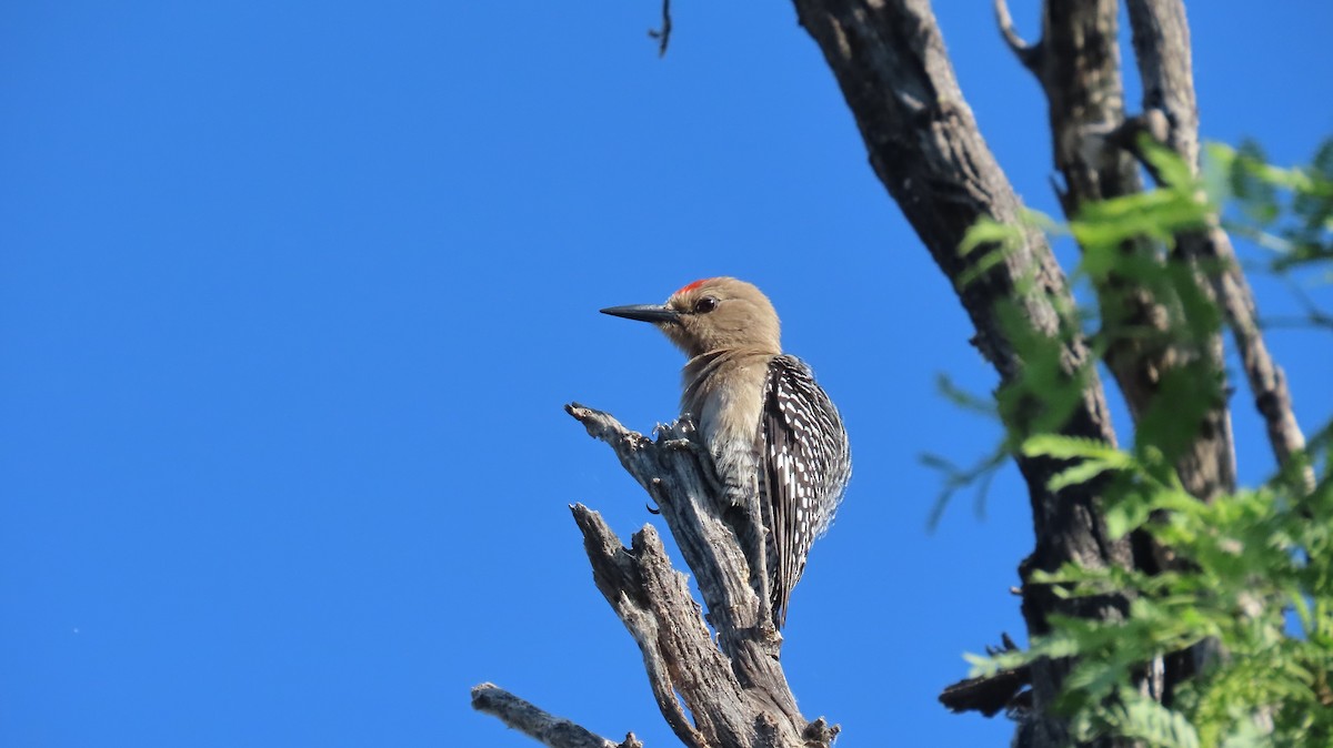 Gila Woodpecker - Anne (Webster) Leight