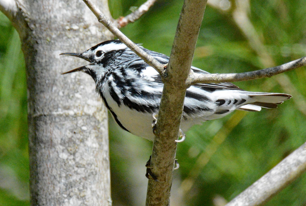 Black-and-white Warbler - Michael J Good