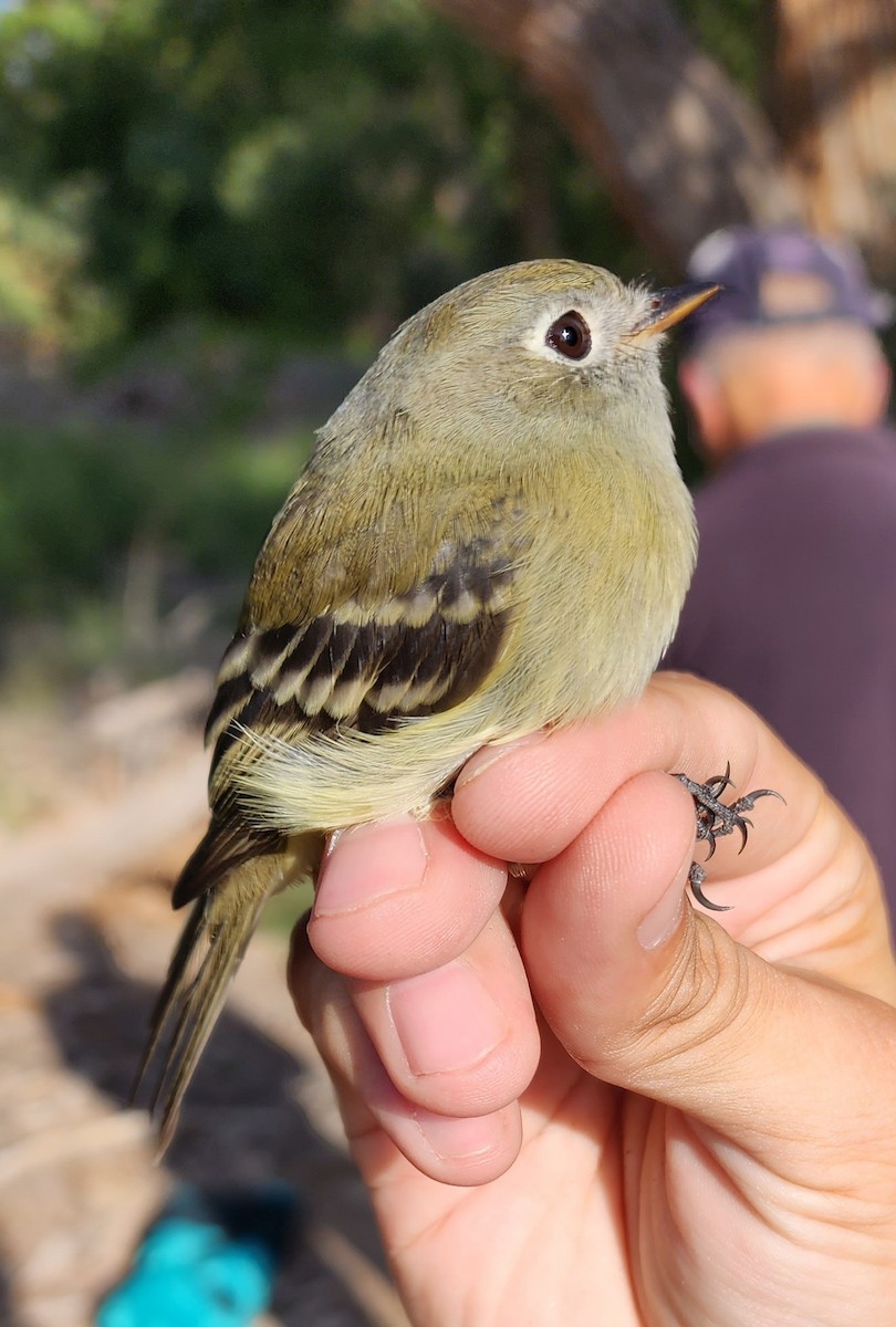 Hammond's Flycatcher - Nancy Cox