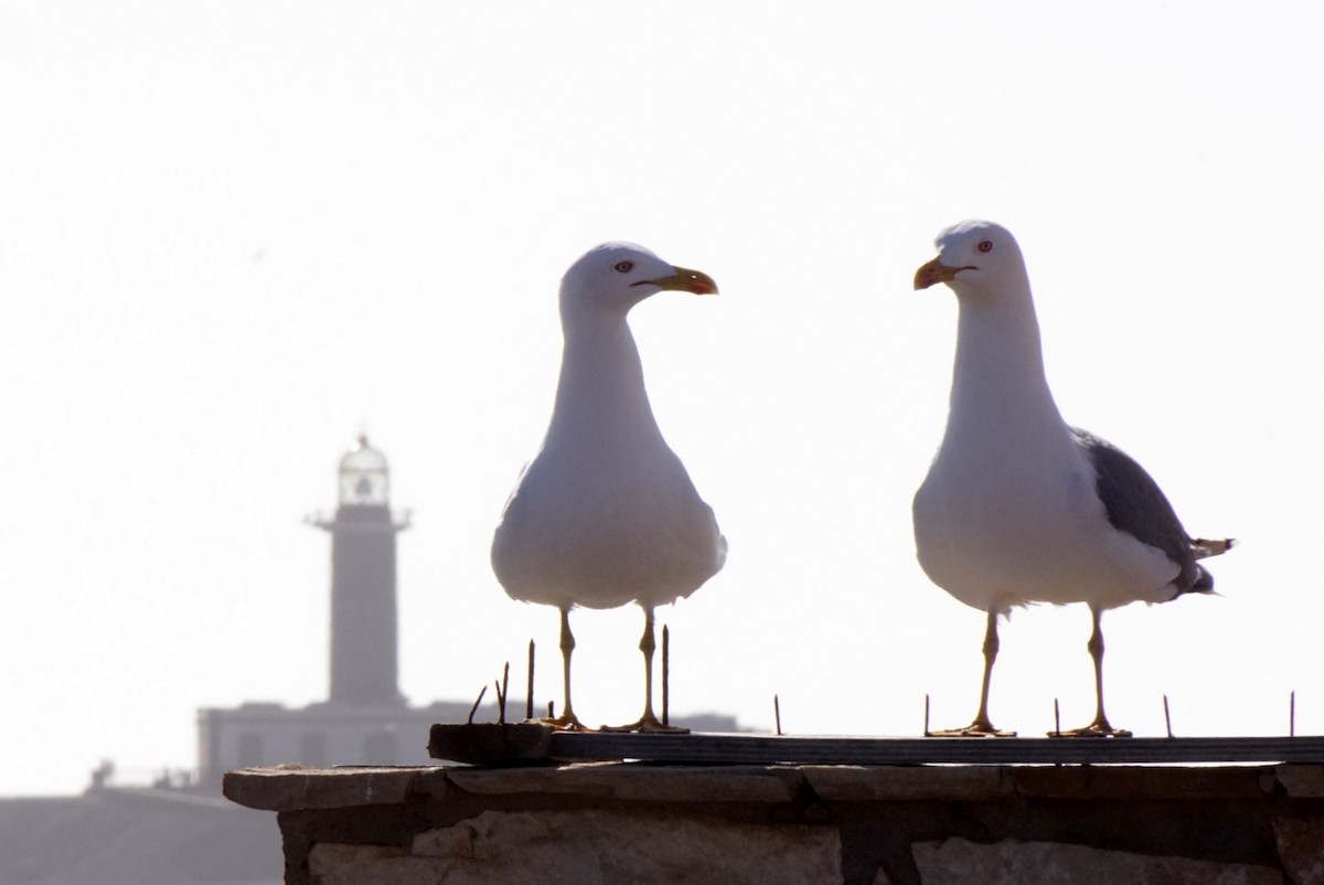 Yellow-legged Gull - ML619402798