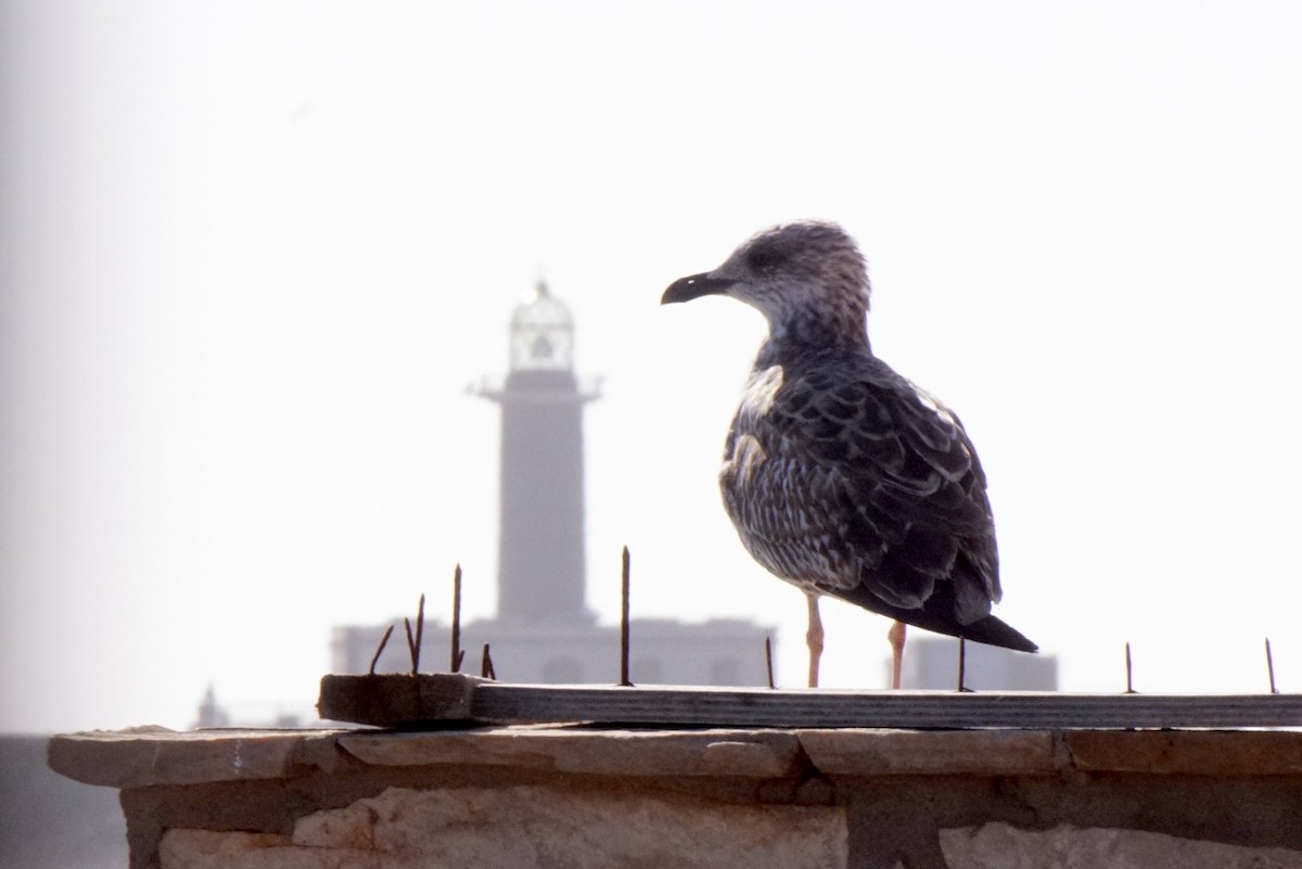 Yellow-legged Gull - ML619402799