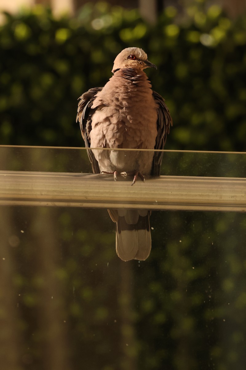 Red-eyed Dove - Ada Alden