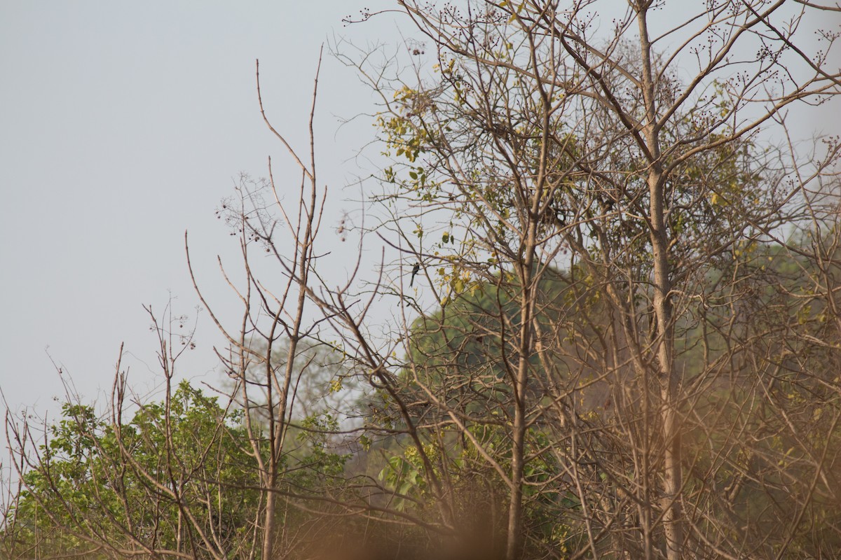 Greater Racket-tailed Drongo - Anoop Kelkar