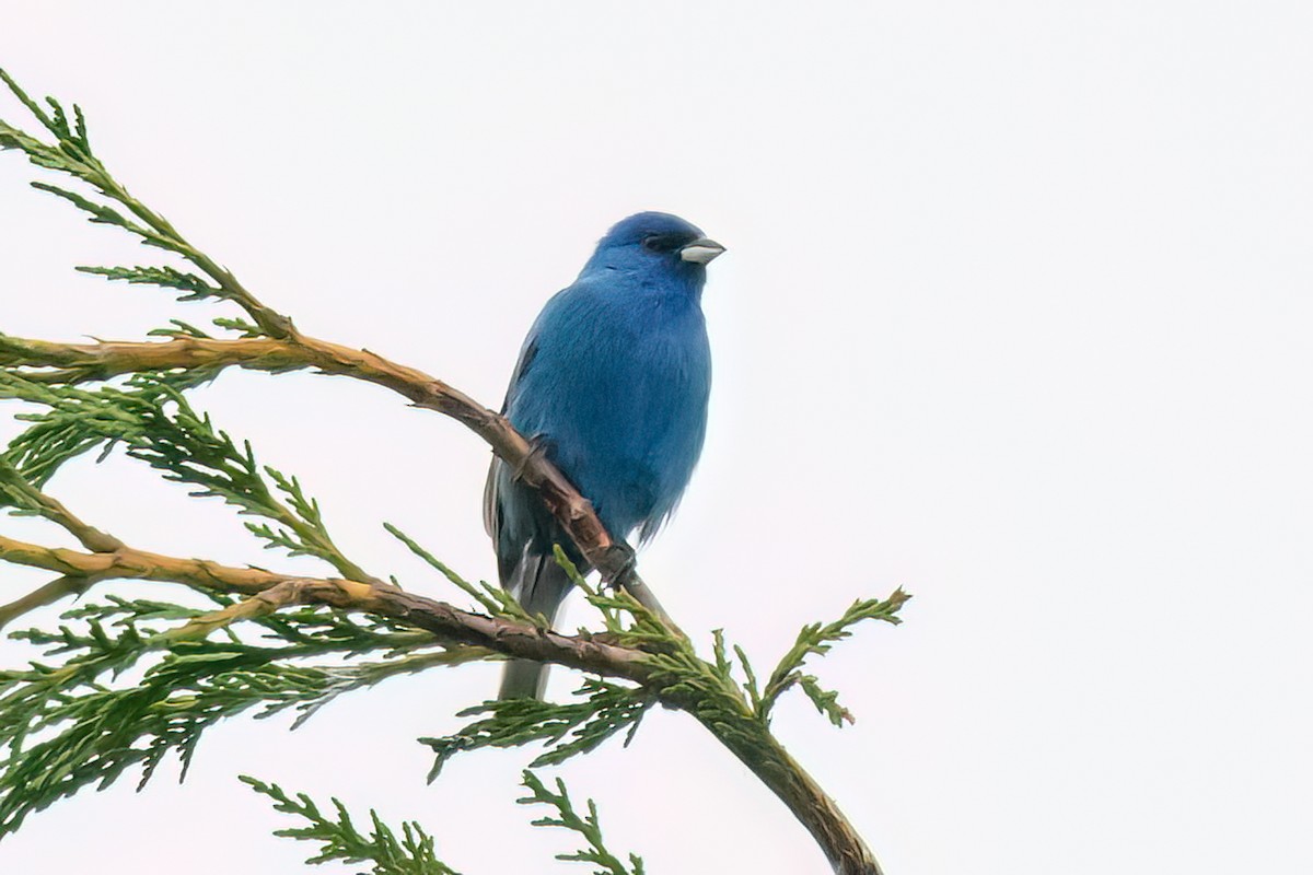 Indigo Bunting - Alan Wilkinson