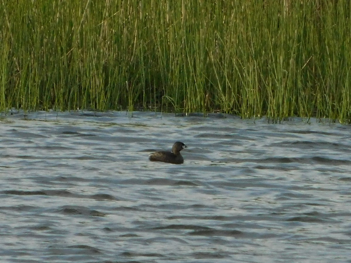 Pied-billed Grebe - Nathaniel Cooley