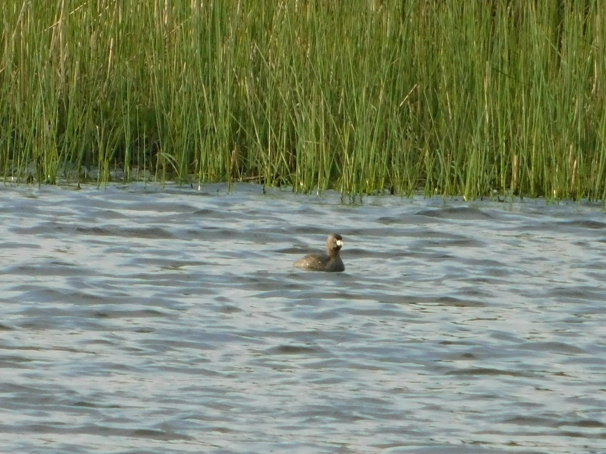 Pied-billed Grebe - Nathaniel Cooley