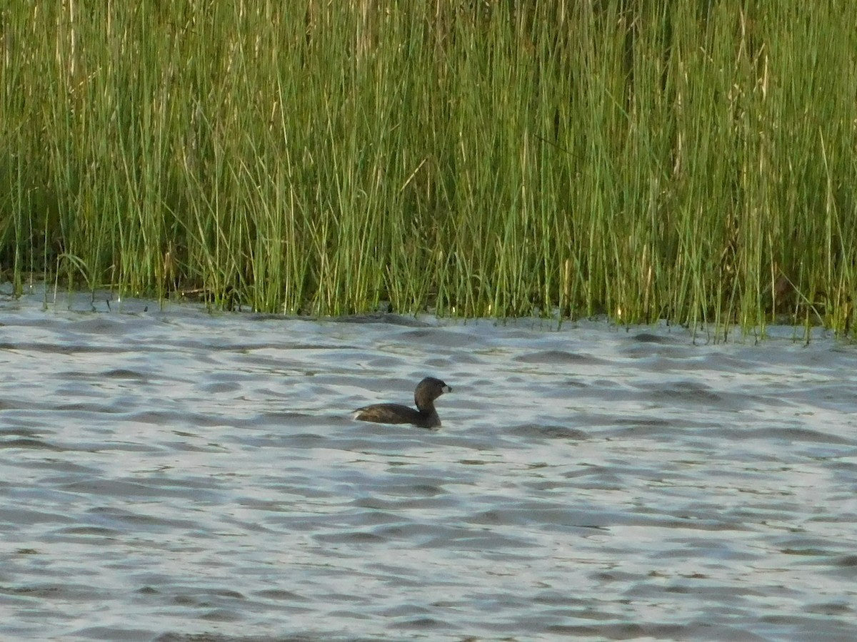 Pied-billed Grebe - Nathaniel Cooley