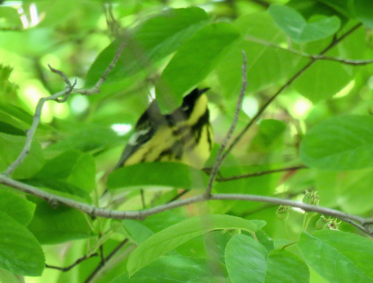 Magnolia Warbler - ML619402834