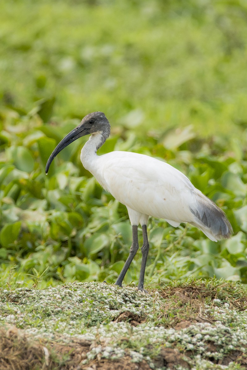 Ibis à tête noire - ML619402835