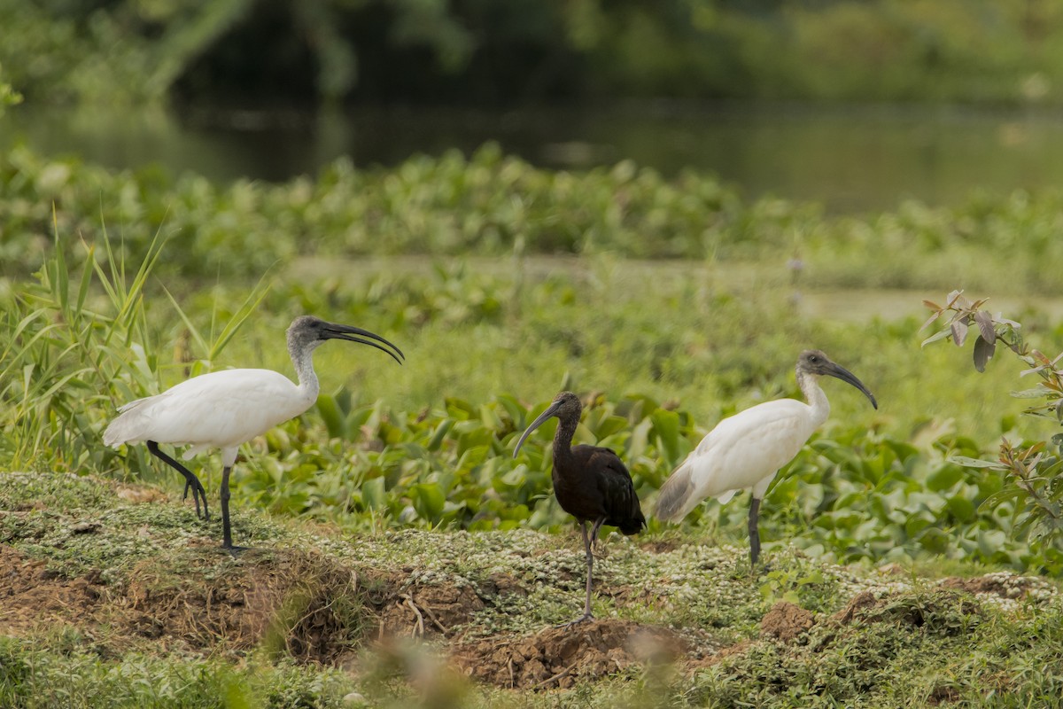 ibis černohlavý - ML619402838