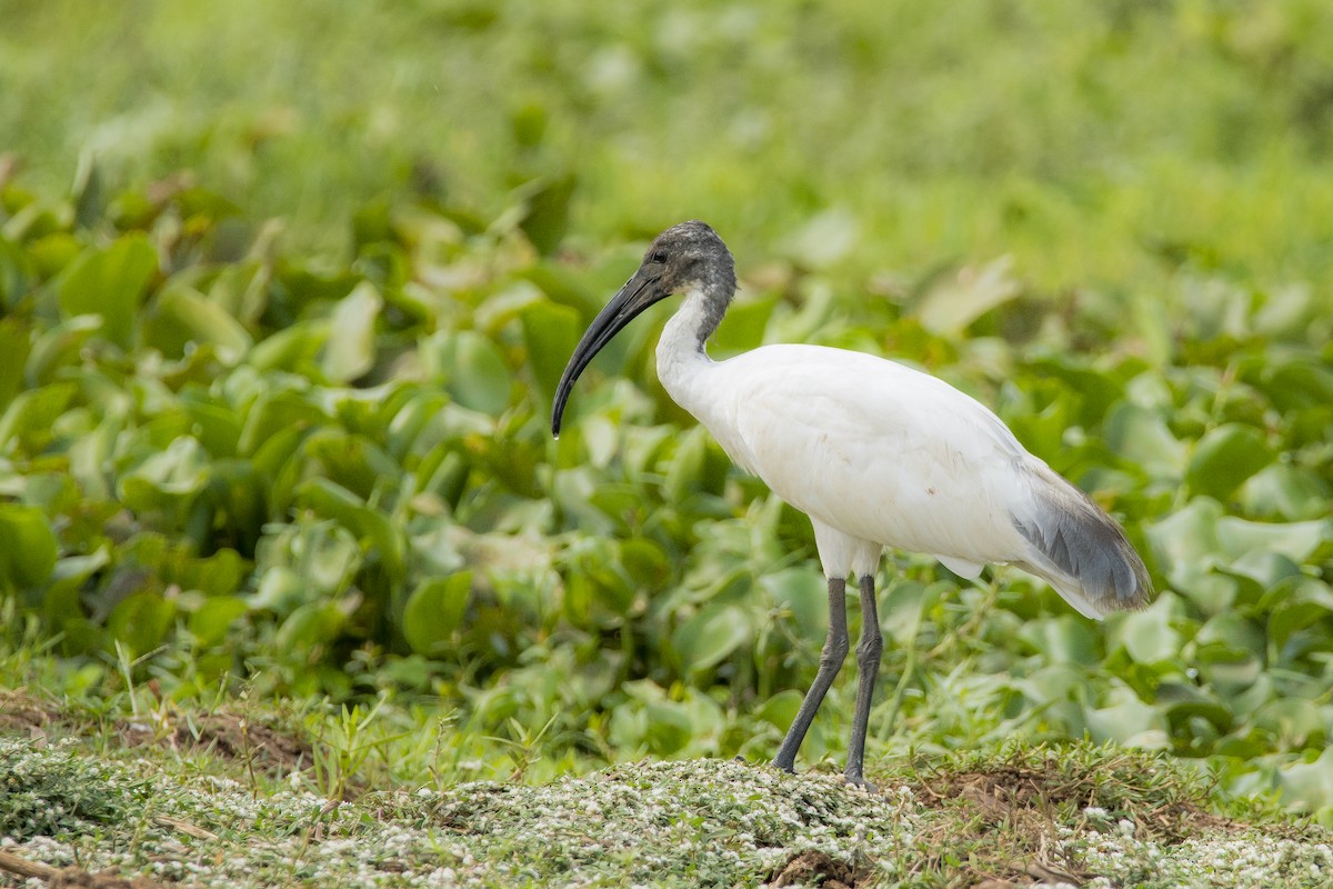 ibis černohlavý - ML619402839