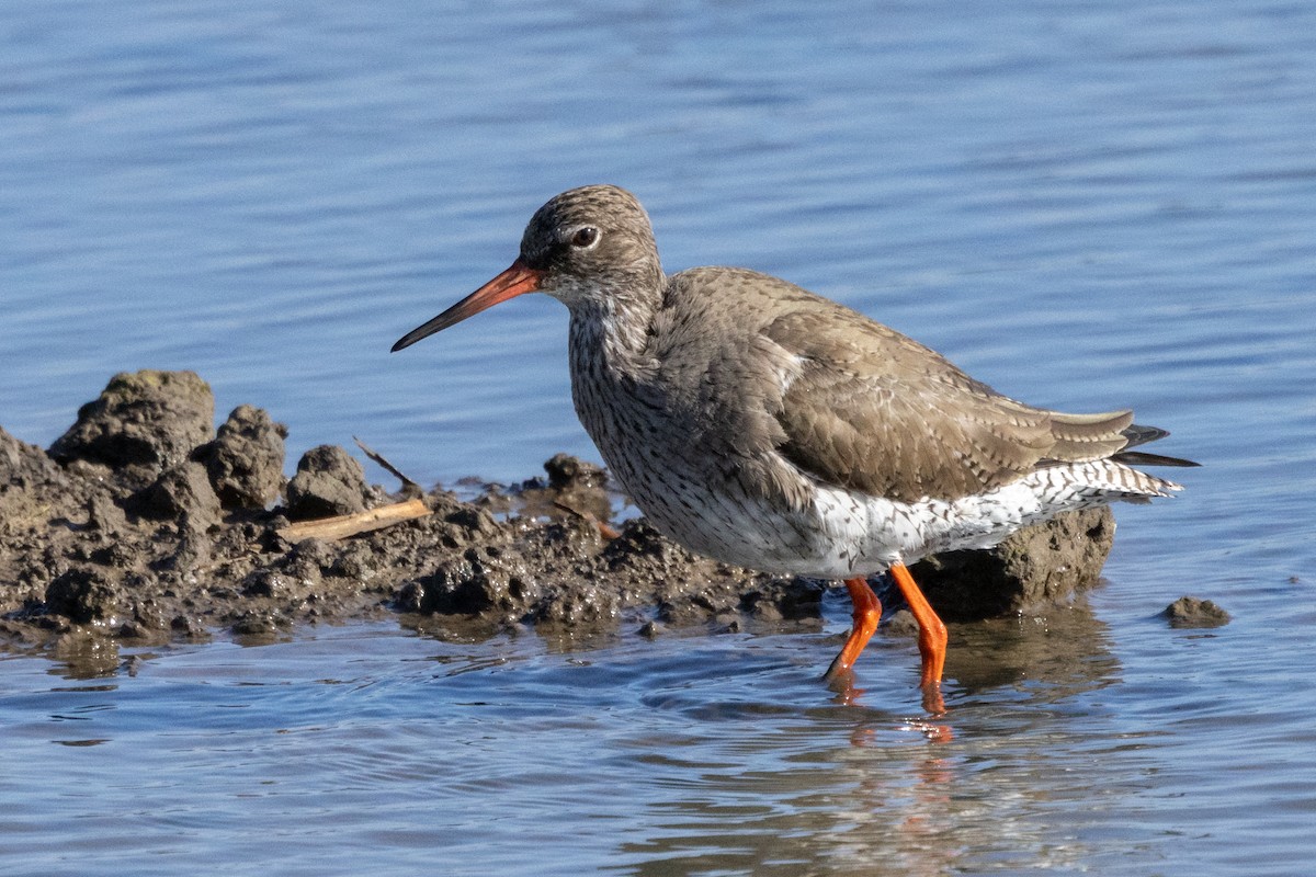 Common Redshank - Jon White