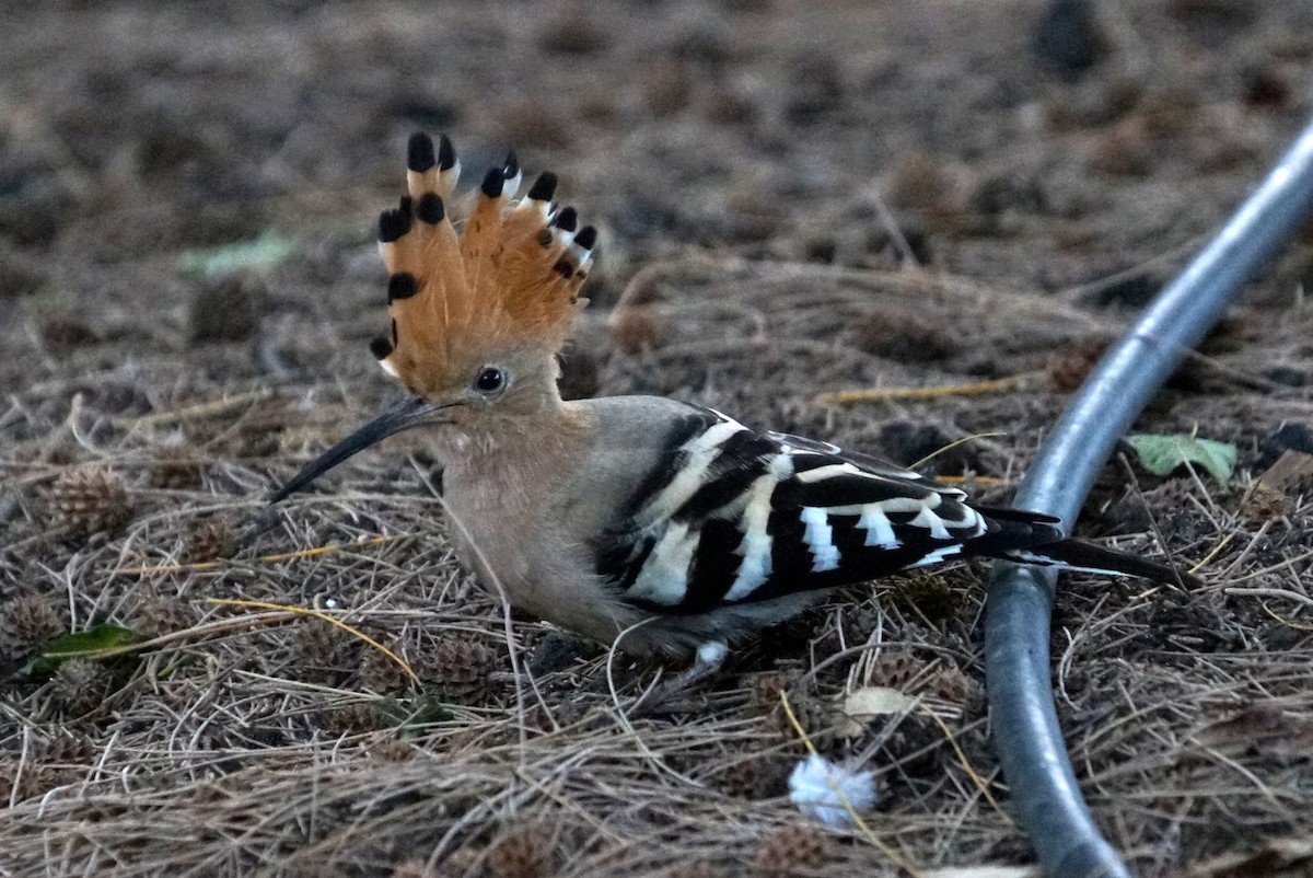 Eurasian Hoopoe - ML619402870