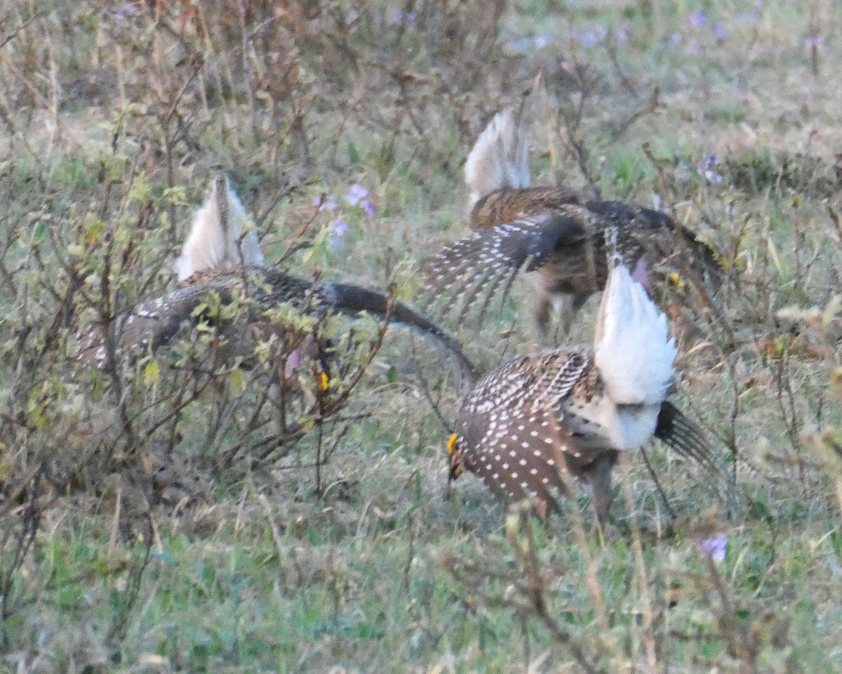 Sharp-tailed Grouse - K K