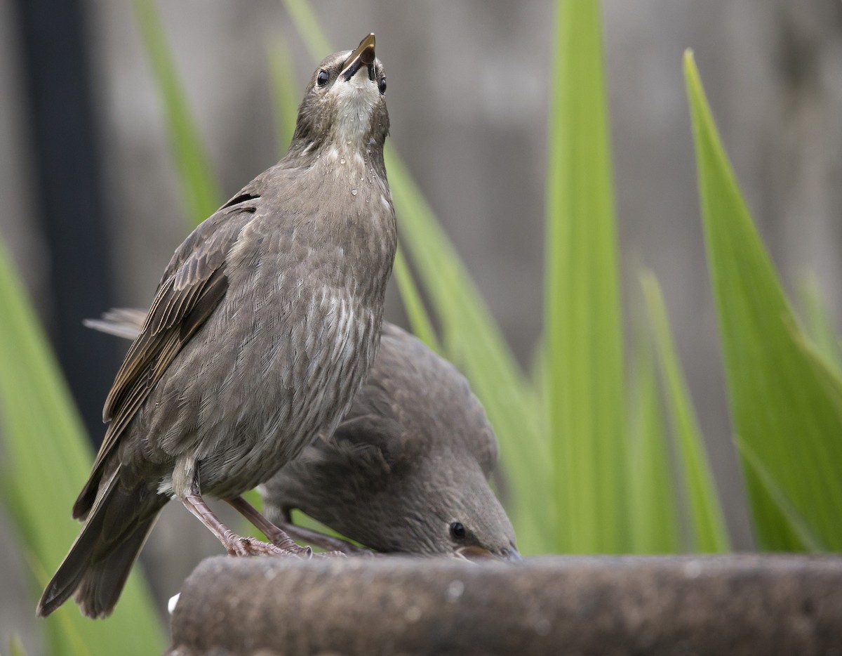 European Starling - Brent Angelo