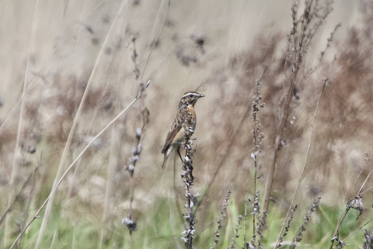 Whinchat - Elena Popova