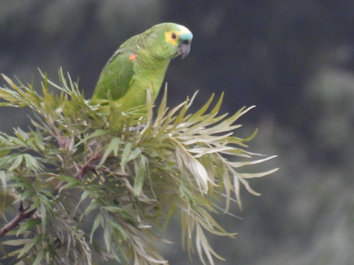 Turquoise-fronted Parrot - Rosana Cangello