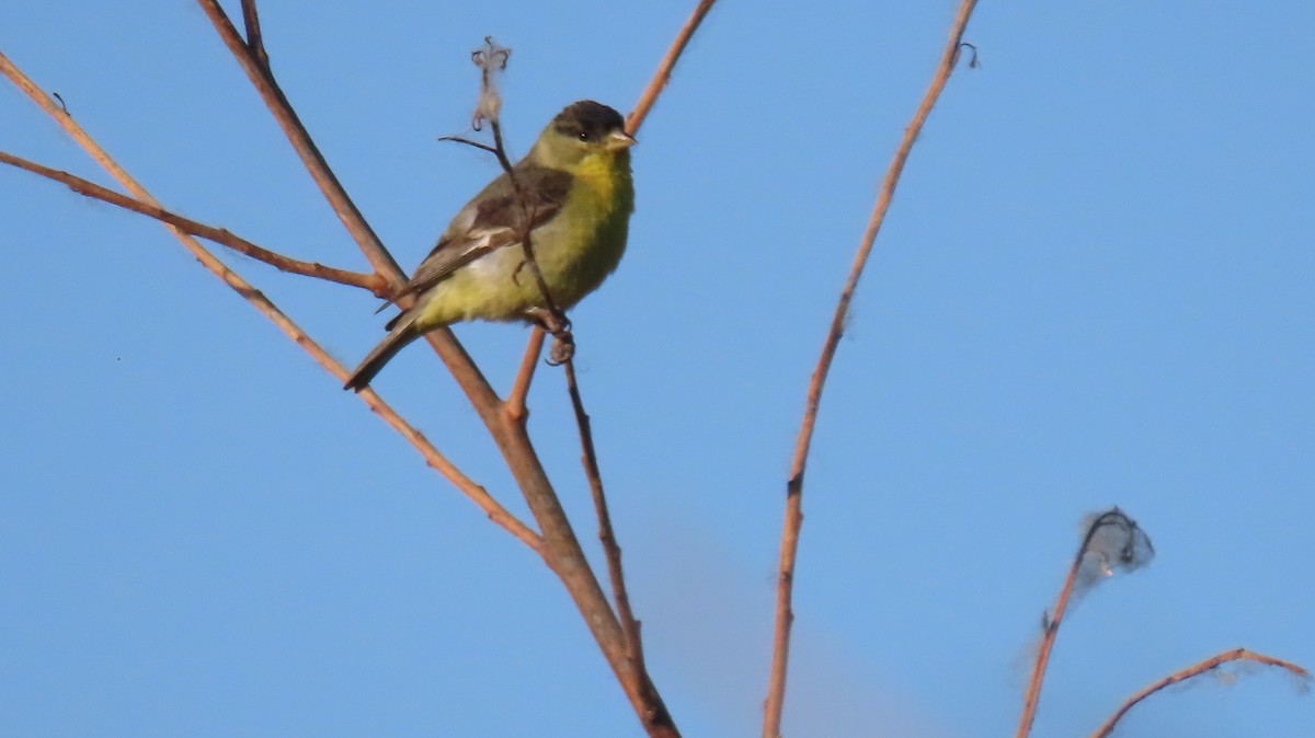 Lesser Goldfinch - Anne (Webster) Leight