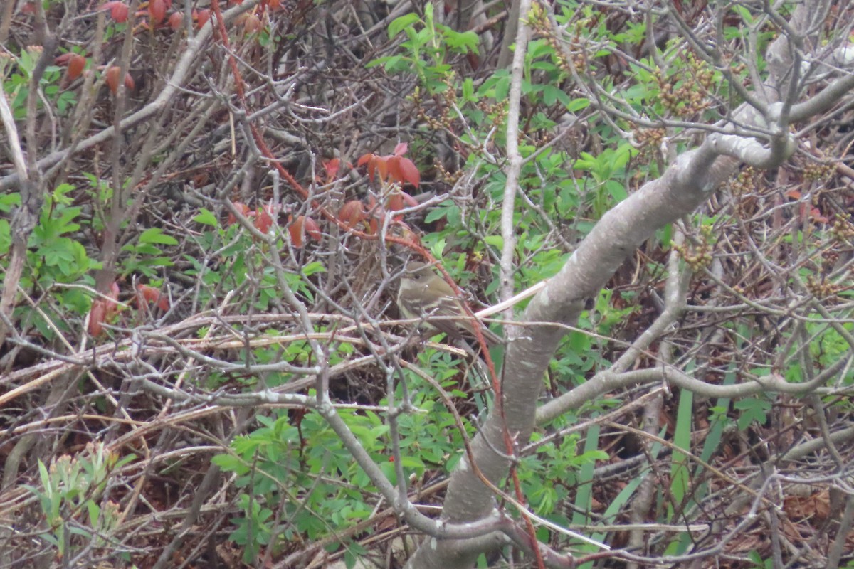 Empidonax sp. - stuart varney