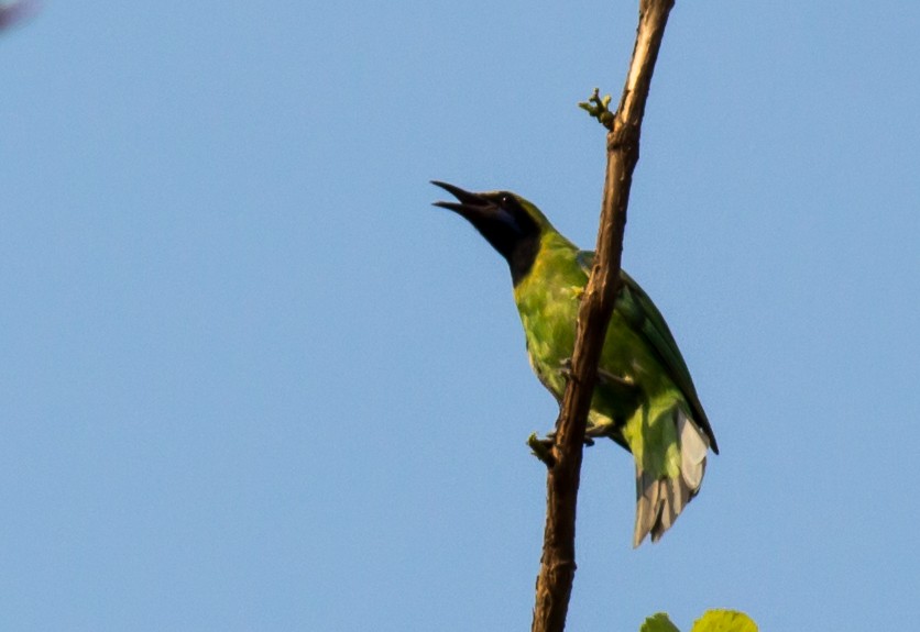Jerdon's Leafbird - Anoop Kelkar