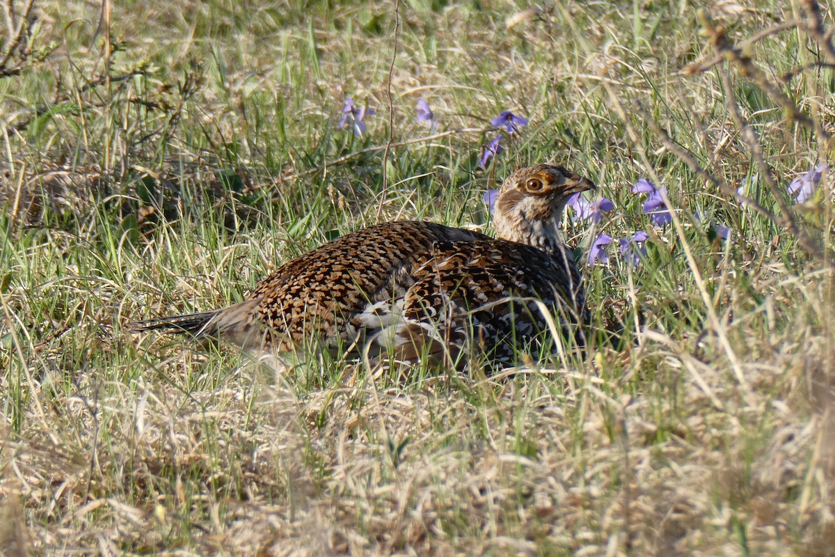 Sharp-tailed Grouse - K K