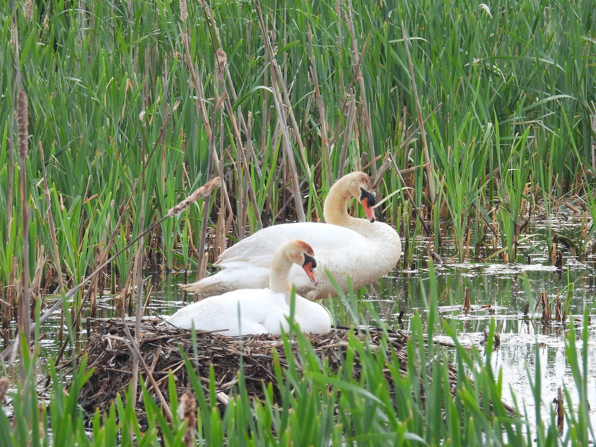 Cygne tuberculé - ML619402930