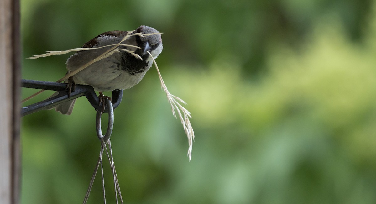 House Sparrow - Brent Angelo