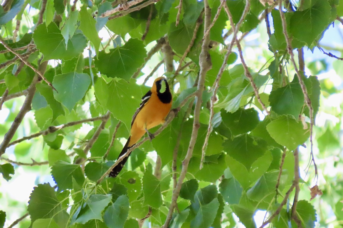 Hooded Oriole - Jonathan Montgomery