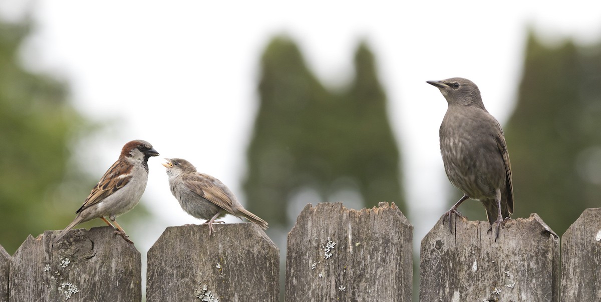 House Sparrow - Brent Angelo