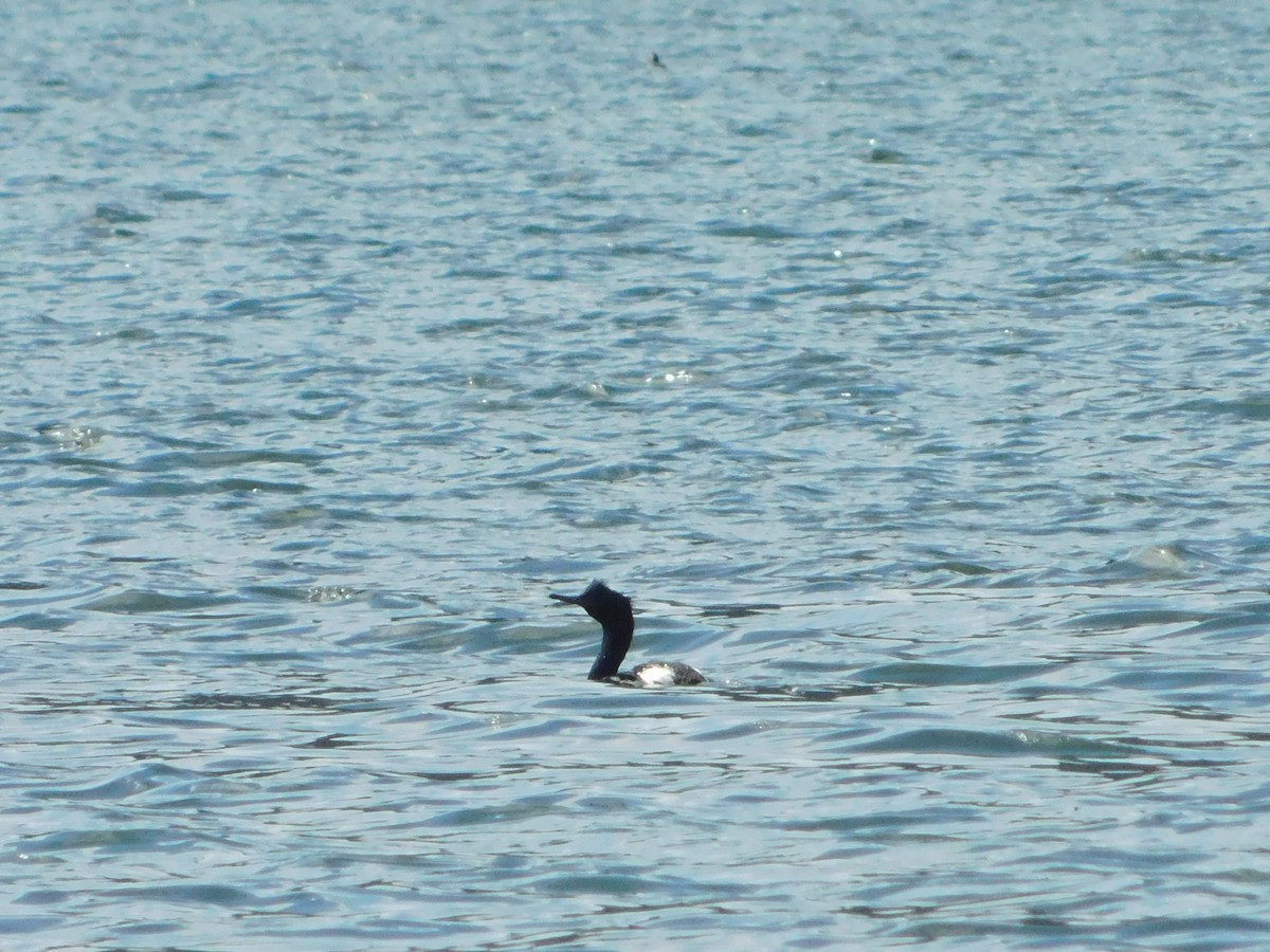 Pelagic Cormorant - Nathaniel Cooley