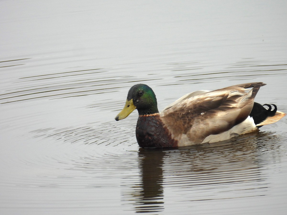 Mallard - Kimberly Snaric