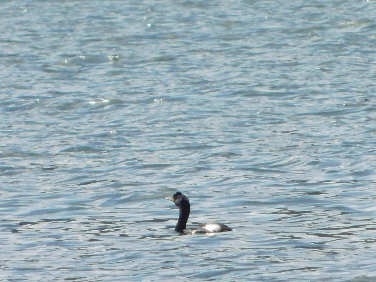 Pelagic Cormorant - Nathaniel Cooley