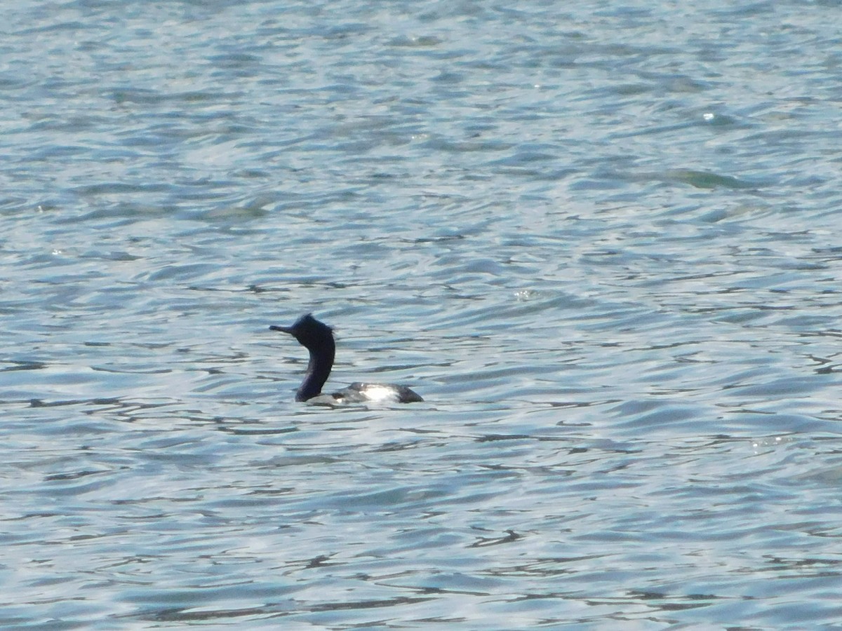 Pelagic Cormorant - Nathaniel Cooley