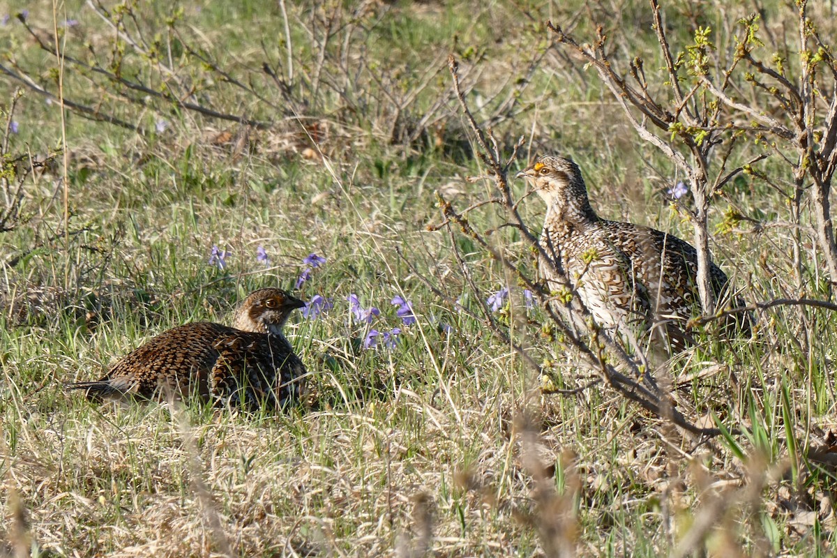 Sharp-tailed Grouse - K K