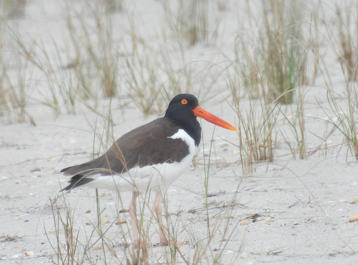 American Oystercatcher - Kimberly Snaric