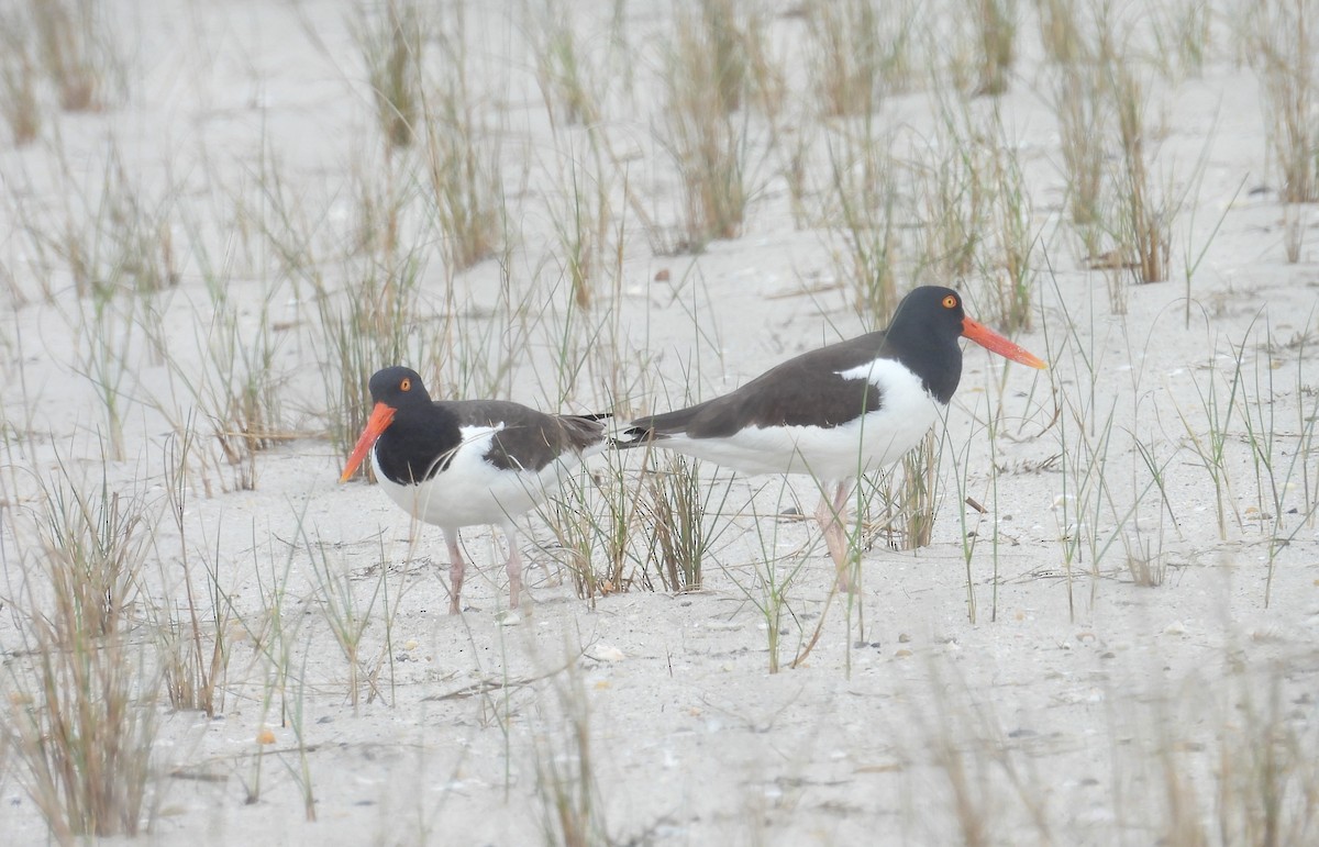 American Oystercatcher - Kimberly Snaric