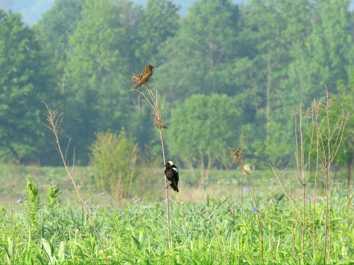 bobolink americký - ML619402998