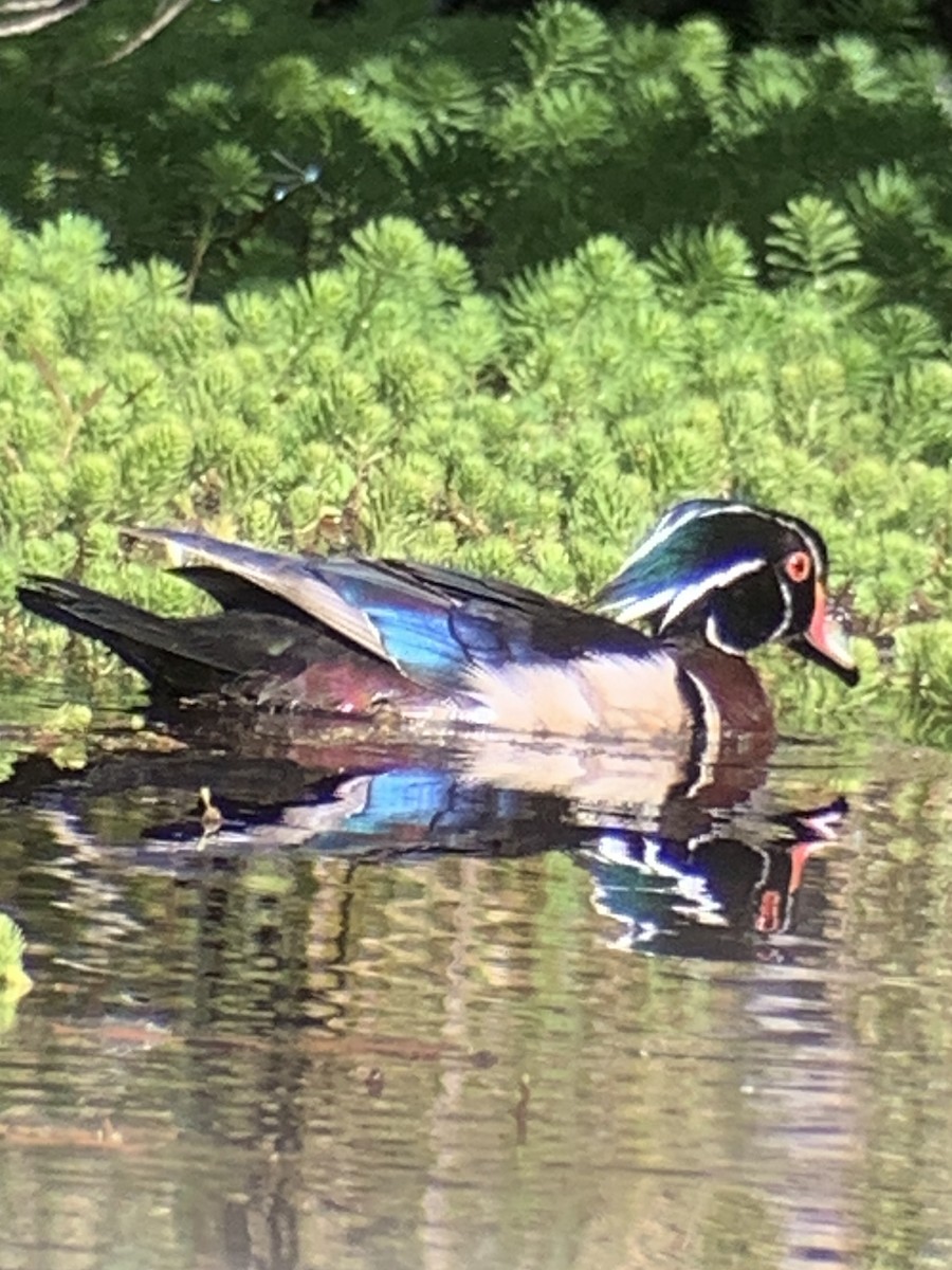 Wood Duck - ML619403011