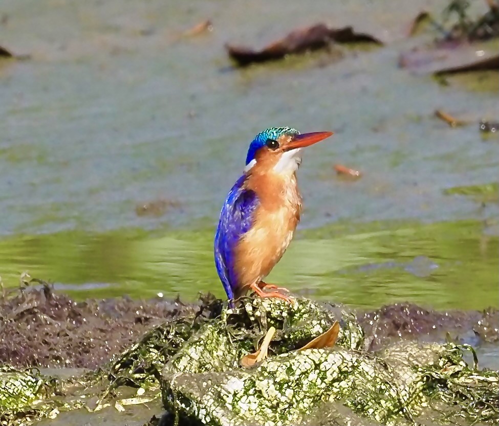 Malachite Kingfisher - ML619403013