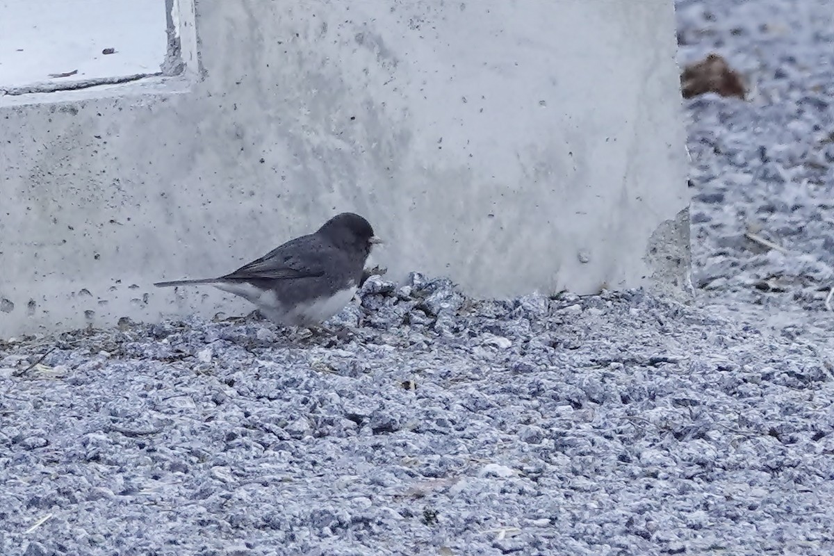 Dark-eyed Junco (Slate-colored) - Sami Tuomela