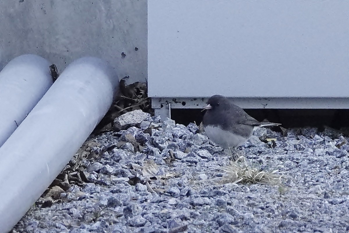 Dark-eyed Junco (Slate-colored) - Sami Tuomela