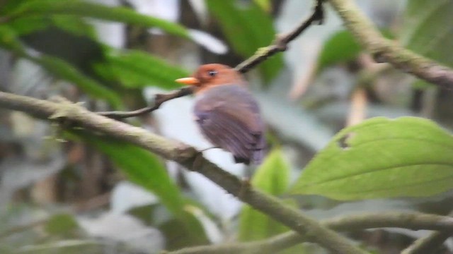Hooded Antpitta - ML619403016