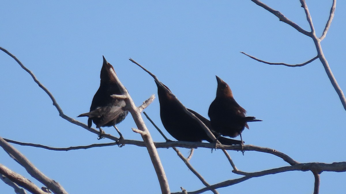 Brown-headed Cowbird - Anne (Webster) Leight