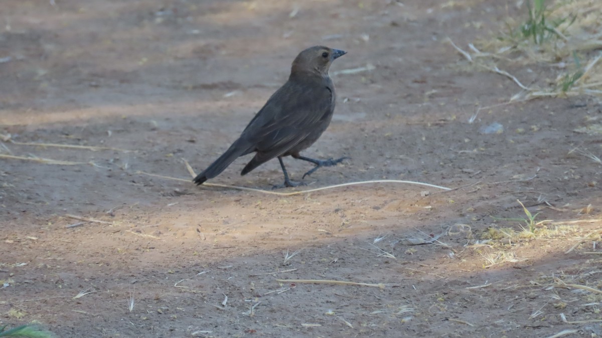 Brown-headed Cowbird - Anne (Webster) Leight