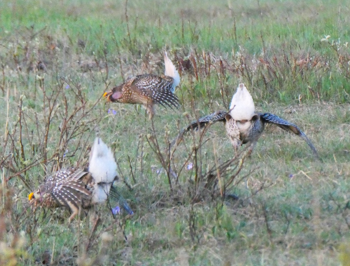 Sharp-tailed Grouse - K K