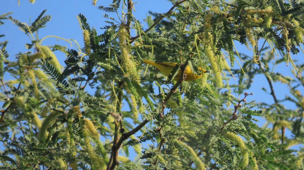 Yellow Warbler - Anne (Webster) Leight